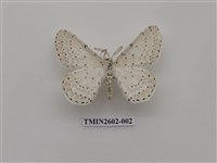 藏品(尺蛾116)的圖片